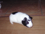 Cochon d'Inde Speedy - Mâle (6 mois)