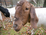 Schlappohr - Chèvre