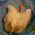 Lucky, and Ducky - Canard (1 an)