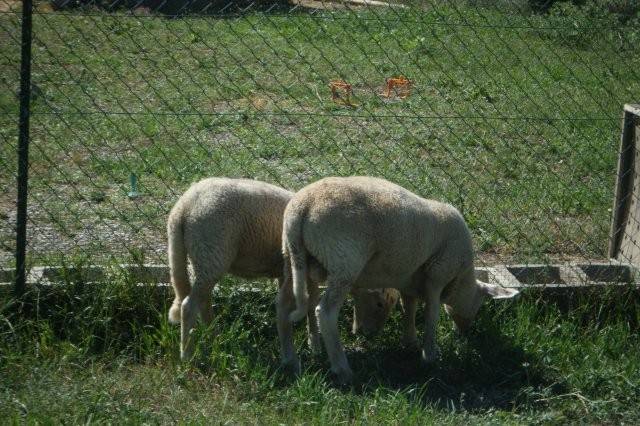 agneaux - Chèvre Mâle (8 mois)
