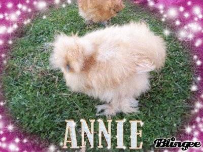 Annie - Poulet (4 mois)