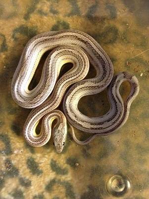 Aragon - Serpent Mâle (10 mois)
