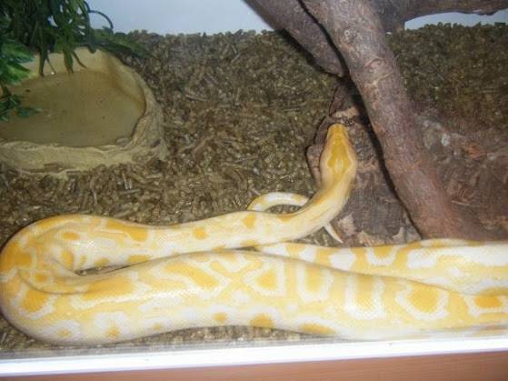 Amber - Serpent (2 ans)