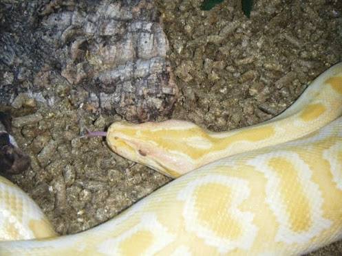 Amber - Serpent (2 ans)