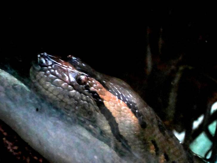 Anaconda - Serpent